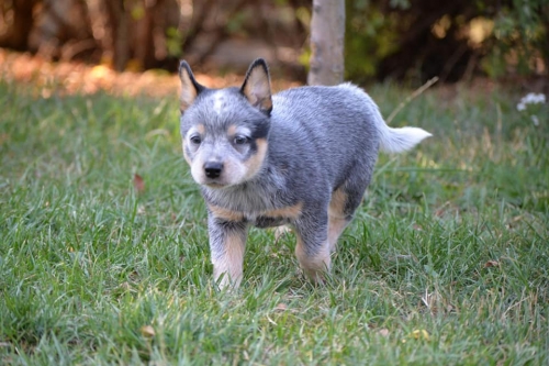 HOLY - female - 7 weeks old